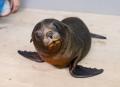 【京都水族館】ミナミアメリカオットセイの赤ちutf-8