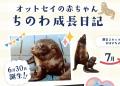 【京都水族館】ミナミアメリカオットセイの赤ちutf-8