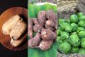 【ポケットマルシェ／シロカ】「石川県の伝統野菜を味