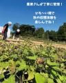 【福井県最北端の道の駅が主催】秋の味覚満喫！「さつ