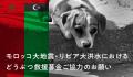IFAW（国際動物福祉基金）の活動報告にてアニコムが紹