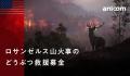 IFAW（国際動物福祉基金）の活動報告にてアニコムが紹