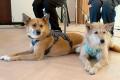 動物愛護週間にあたる9/20(土)～9/26(金)にりく・なつ