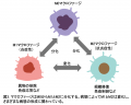 慢性腎臓病が進行するメカニズムの一端を解明～ケモカ