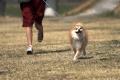 この秋、京都・亀岡にわんこが大集合！人と犬の未来を