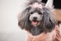 この秋、京都・亀岡にわんこが大集合！人と犬の未来を