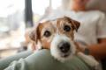 犬がしゃっくりする原因とは？しゃっくりをするタイミ