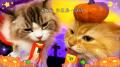 いなばペットフード　「ちゅ～る」ハロウィンTVCM動画