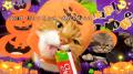 いなばペットフード　「ちゅ～る」ハロウィンTVCM動画