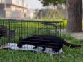 人と猫が共生できる沖縄に貢献したい！世界で一utf-8