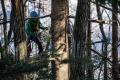 “Forest to table”という提案。長野県伊那谷のモミの