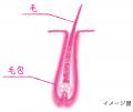 【「抜け毛」の検索数が急上昇する秋到来】
髪utf-8