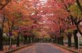 千年の森エリアを拡張し「紅葉ライトアップ」が開催決