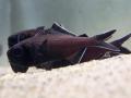 【仙台うみの杜水族館】生きものたちと一緒に楽しむハ