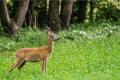 【自然と人が共に生きるために】岐阜県揖斐川町から命