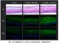 『届けるから、育てるへ』進化した浸透技術QuSome(R)