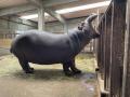 旭山動物園、千葉市動物公園、東武動物公園が協力人気