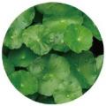 売上個数No.1※1ハトムギ化粧水の「ナチュリエ」から、