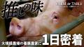 【日清丸紅飼料】公式YouTubeチャンネル「FARM to TAB
