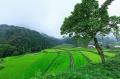 【福岡県東峰村】新米10kgが当たる！秋のイベントと名