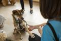 日本の犬の”殺処分ゼロ”を目指して活動する「ピースワ