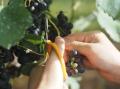 Far Yeast Brewingが「Far Yeast Grapevine 2025」を