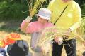 都会の親子約500名が、稲刈りで”秋の恵み”を体験！ア