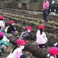 みなとみらいでお芋掘り！横浜おいも万博２０２５でさ