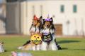 愛犬家必見！わんちゃんと楽しむ1日「FUJI-Qわんわん
