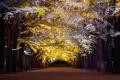 黄葉・紅葉まつり＆秋の夜散歩2025開催(国営昭和記念