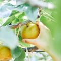 10月13日は「サツマイモの日」。秋の味覚をおうちで堪