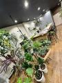 導入費用0円＆月1回訪問！サブスク型植物メンテナンス