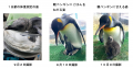 【仙台うみの杜水族館】「オウサマペンギンのヒナ」す