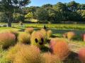 コキア紅葉見頃【国営海の中道海浜公園】