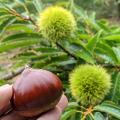 完全受注生産｜丹波産の新栗のみを使用。「極上丹波栗