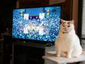 あの猫とお父さんの攻防がまさかのグッズ化　写真集『