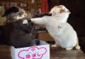 あの猫とお父さんの攻防がまさかのグッズ化　写真集『