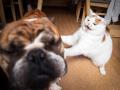 あの猫とお父さんの攻防がまさかのグッズ化　写真集『