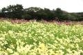 コスモス見頃【国営海の中道海浜公園】