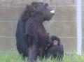 【豊橋総合動植物公園】愛くるしいチンパンジーの赤ち