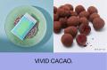 〈VIVID CACAO〉ブランド設立１周年　2025年10月29日