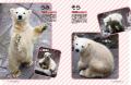 白モフがたまらない!国内31頭のホッキョクグマが登場 白モフがたまらない!国内31頭のホッキョクグマが登場