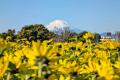 【神奈川県寒川町】10年目の「さむかわ冬のひまわり」
