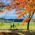 牧場ならではの紅葉を楽しむ「那須千本松牧場 紅utf-8 牧場ならではの紅葉を楽しむ「那須千本松牧場 紅utf-8