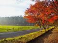 牧場ならではの紅葉を楽しむ「那須千本松牧場 紅utf-8 牧場ならではの紅葉を楽しむ「那須千本松牧場 紅utf-8