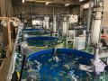 水産スタートアップ2社が挑む! 育種×電気分解式ろ過 水産スタートアップ2社が挑む! 育種×電気分解式ろ過