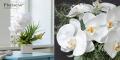 美しく咲き誇る上品な胡蝶蘭の新しいかたち『Phalaeno 美しく咲き誇る上品な胡蝶蘭の新しいかたち『Phalaeno