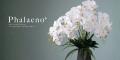 美しく咲き誇る上品な胡蝶蘭の新しいかたち『Phalaeno 美しく咲き誇る上品な胡蝶蘭の新しいかたち『Phalaeno