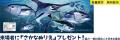 家族で学べる楽しく美味しい魚のイベント「さかな文化