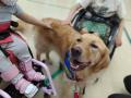12/21 動物介在活動/動物介在療法 Dog Intervention 12/21 動物介在活動/動物介在療法 Dog Intervention